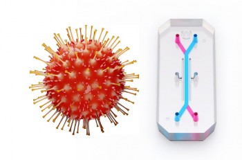 Virus and Organ-chip (not to scale)