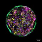 Livering the Dream - Liver-on-a-Chip